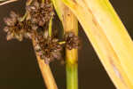 Georgia bulrush